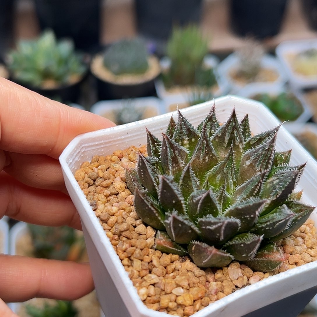 京紫寿硬叶十二卷一颗