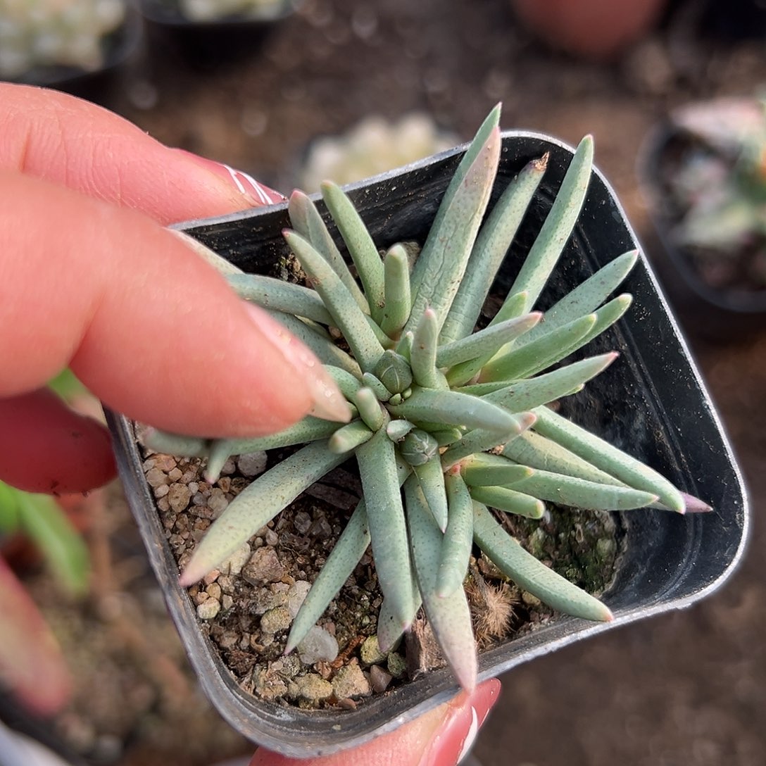 多肉植物短叶美杜莎