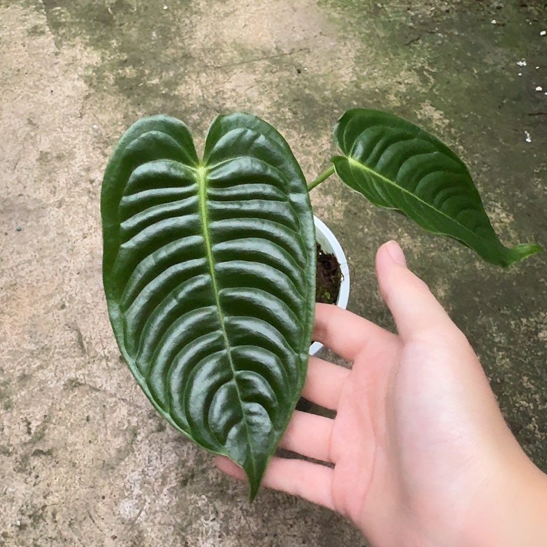 香***雪完全开放Q136火鹤王