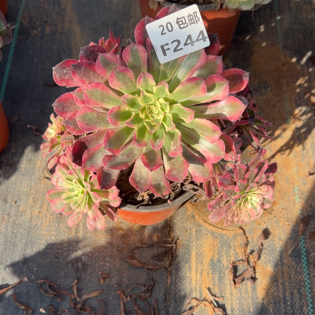 244红铜白，满20包邮