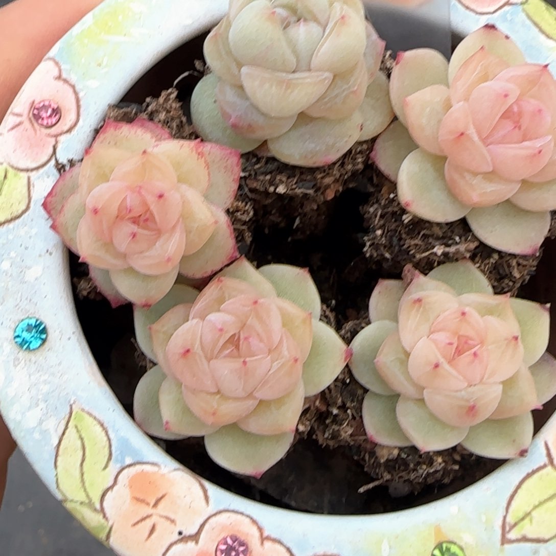 247东篱下多肉植物盆栽