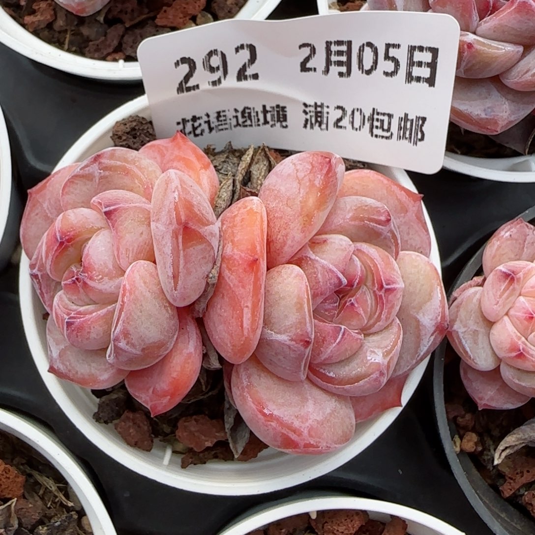 花语逸镜0205-292