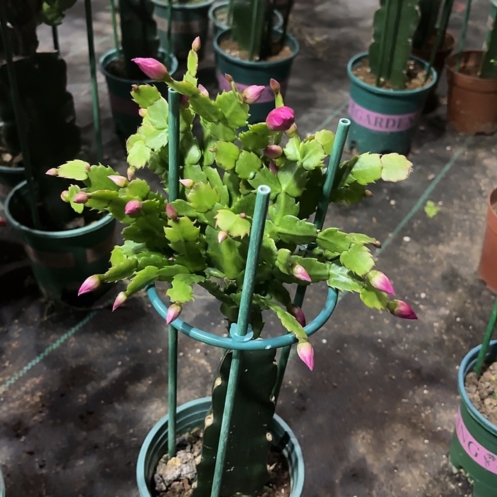 温***7大部分花苞少量开放061