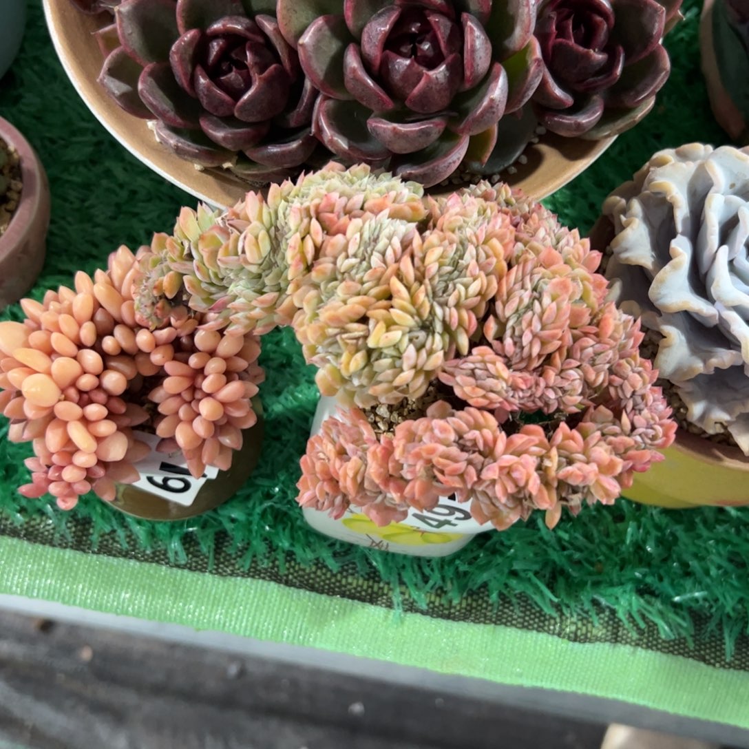 安***鼻491 多肉植物组合盆栽