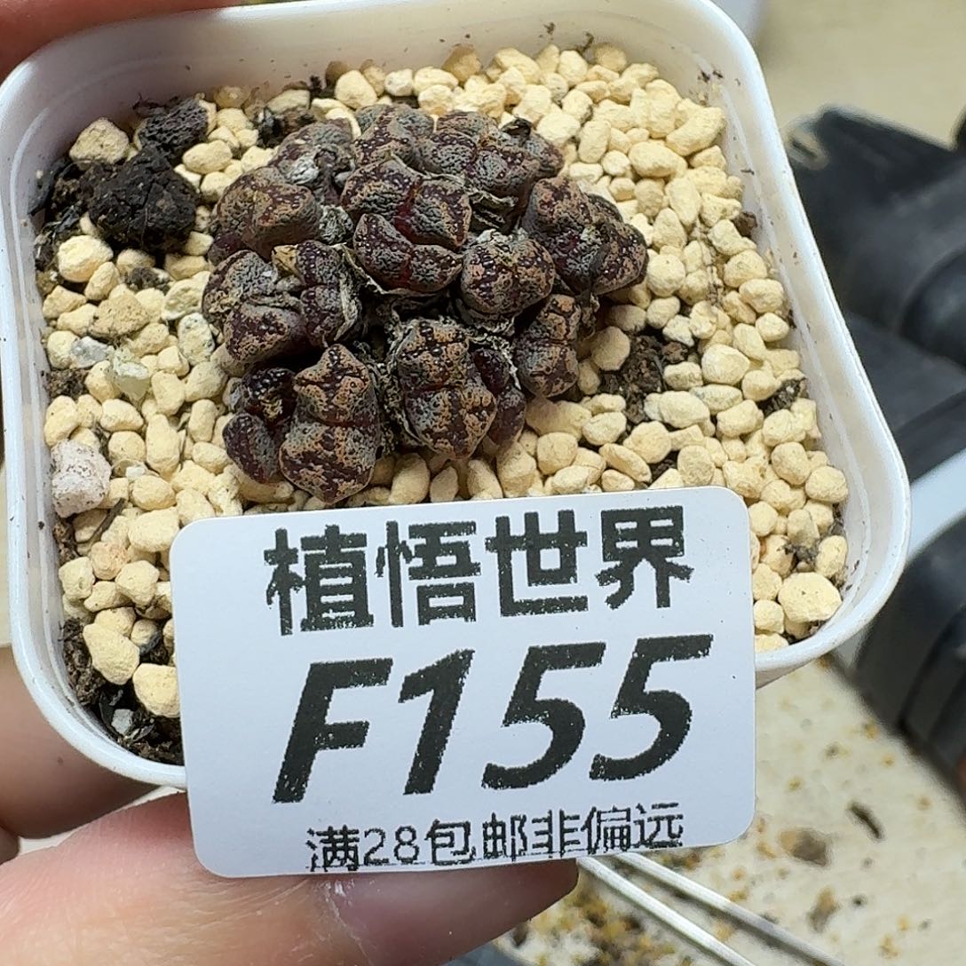 多肉植物的人生fhnn
