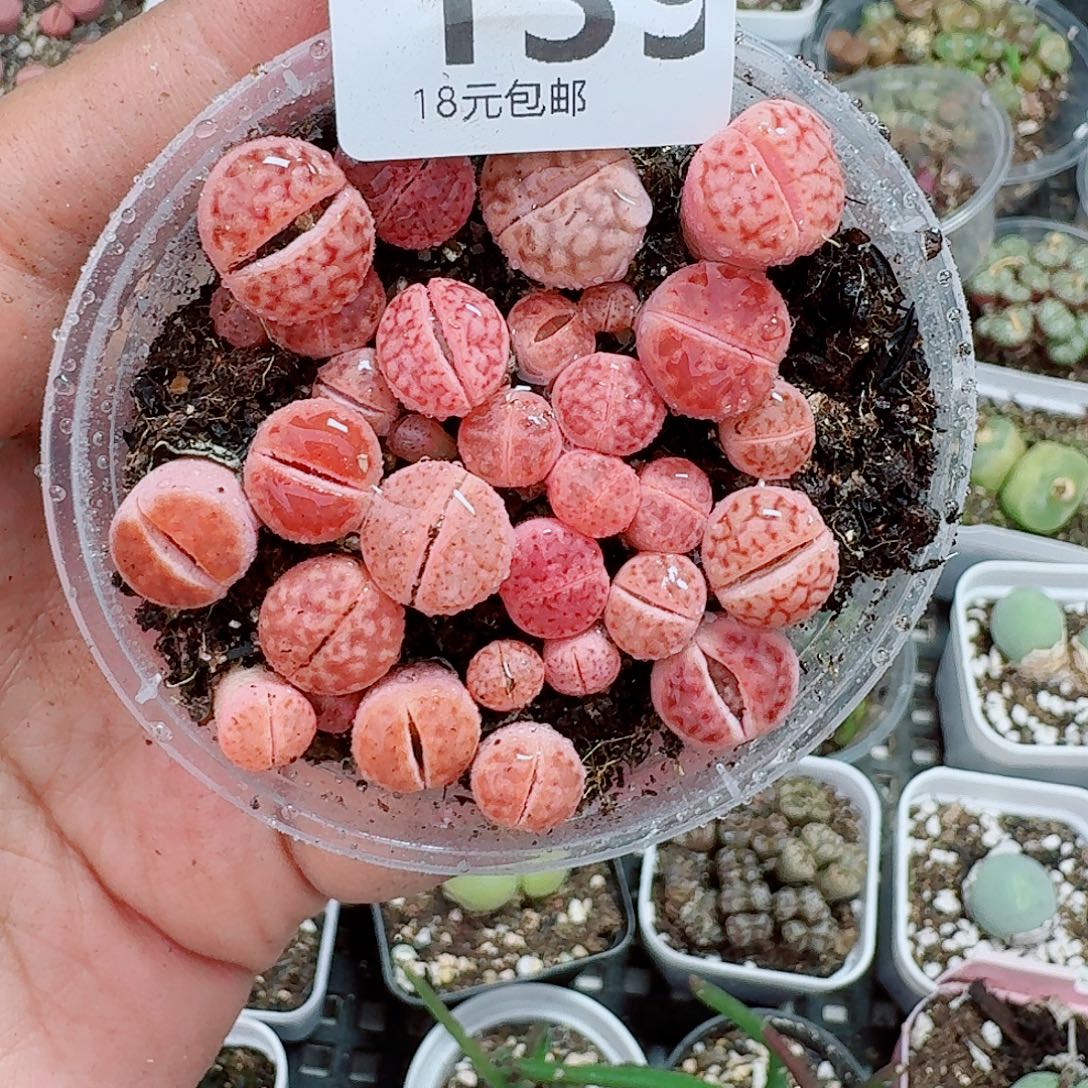 139多肉植物多肉植物