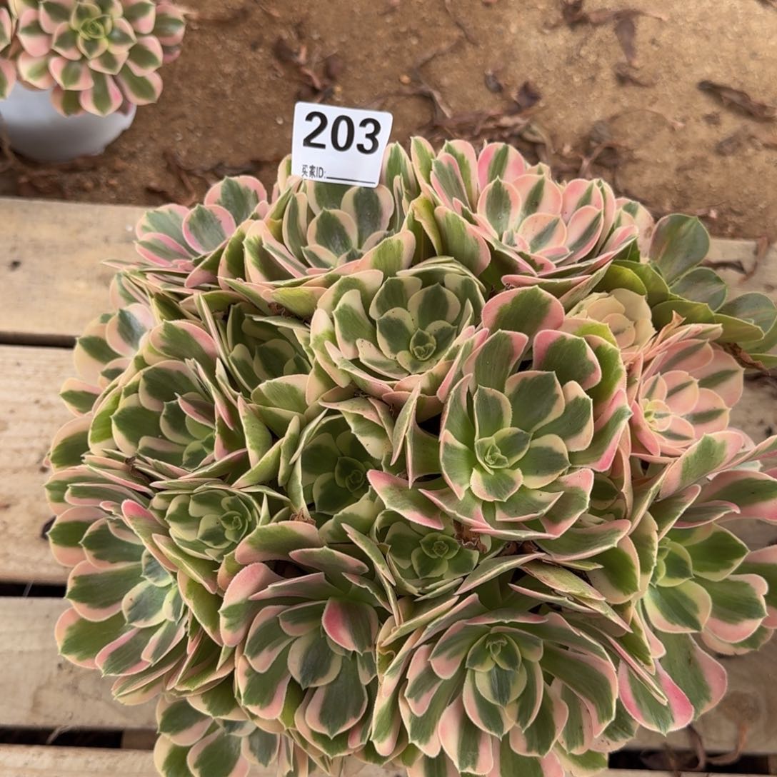 203粉女郎多肉植物