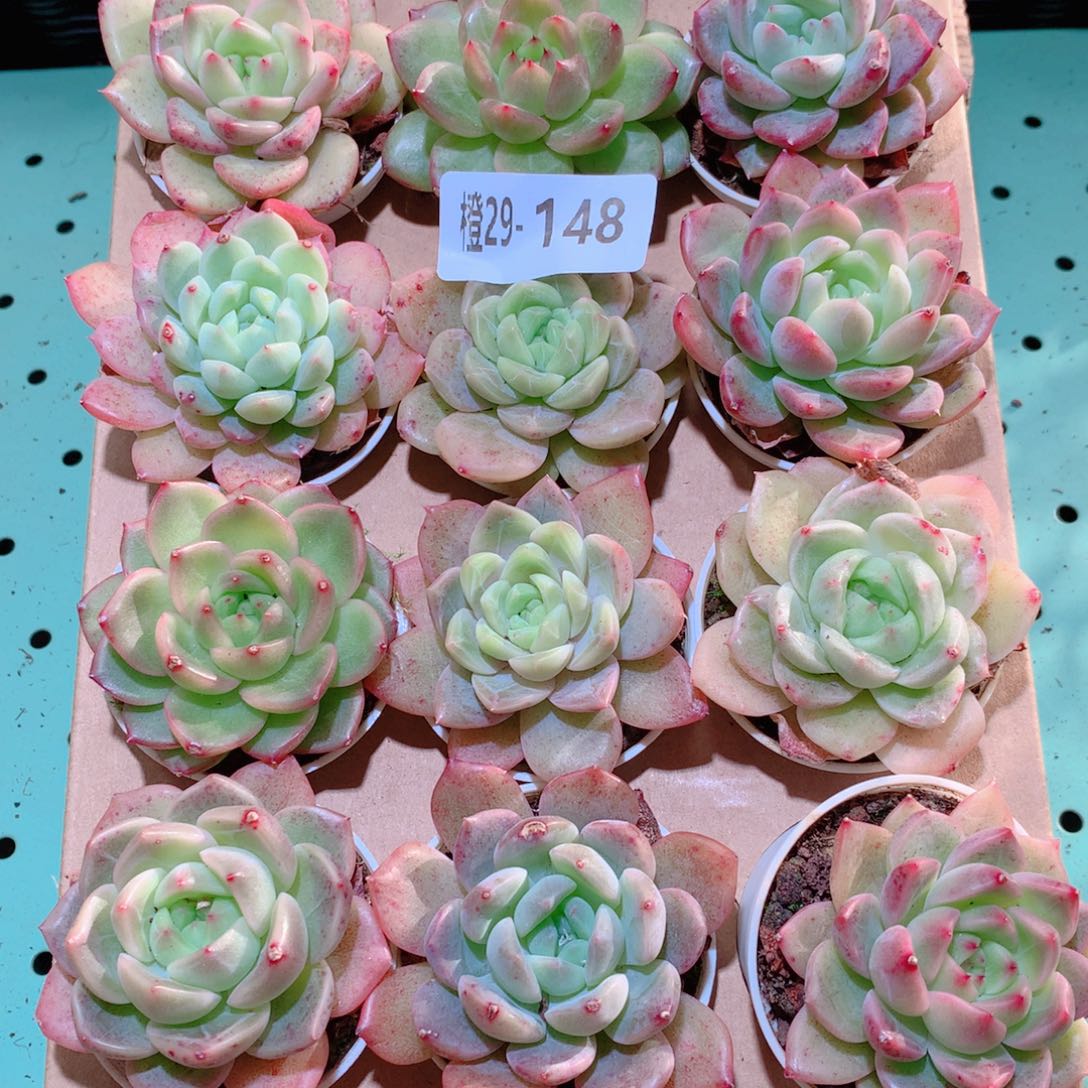 29-148一物一拍多肉带盆18颗