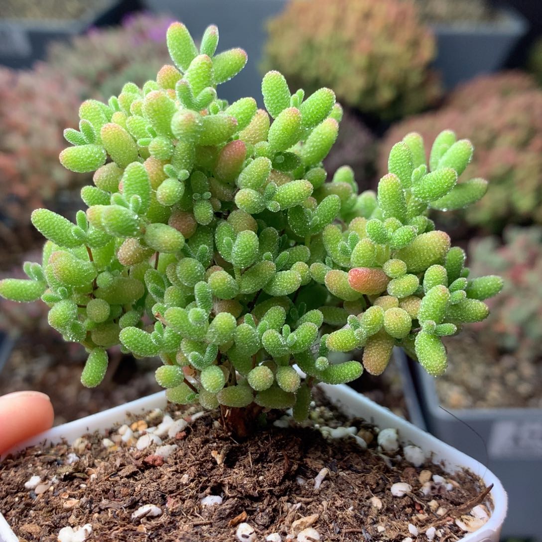 918蜜橘糖球 。      