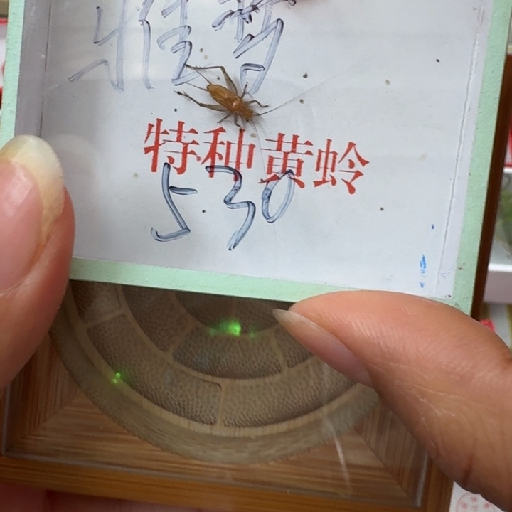 安***梦蟋蟀蝈蝈我在外面吃饭1111