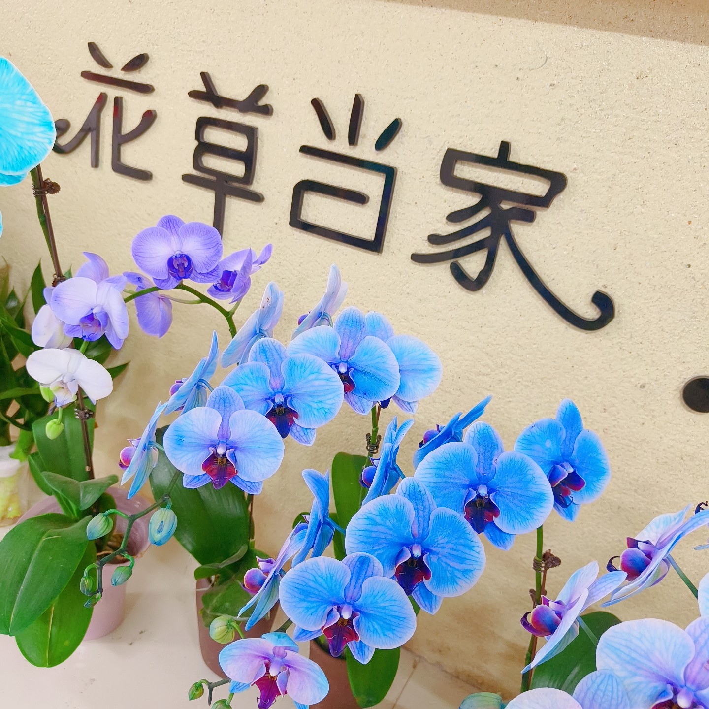 蝴蝶兰:马卡龙色系（单棵不含盆）