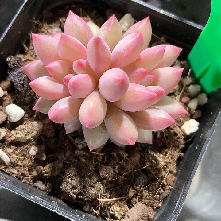 多肉植物虞美人333