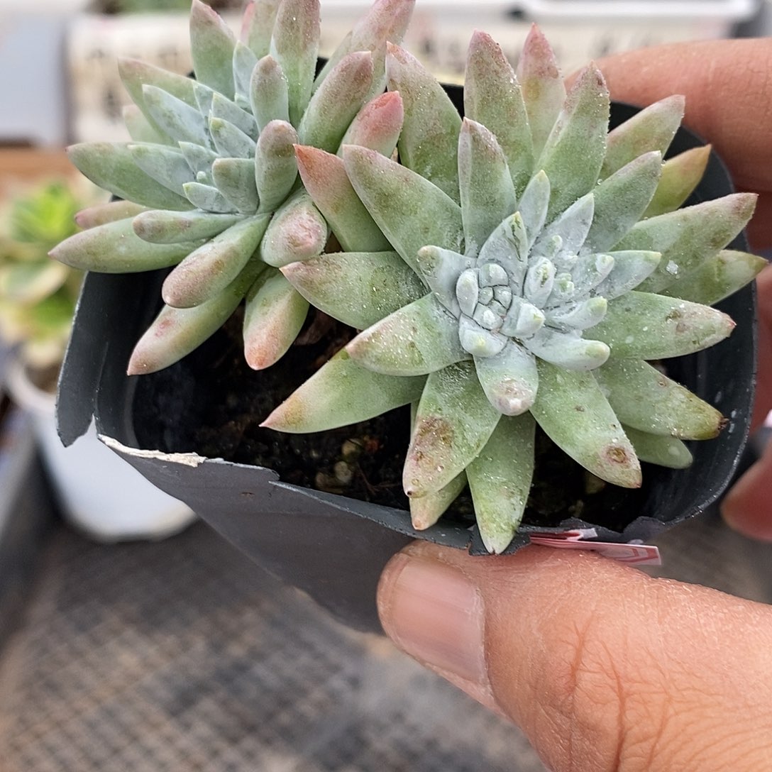 26241 老桩白菊自然群