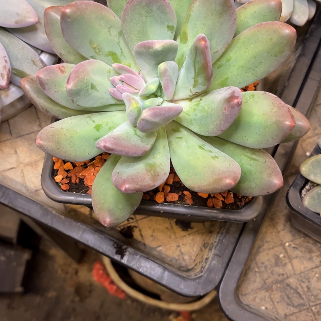 E***鹏X美人脱土发鹏鹏。。