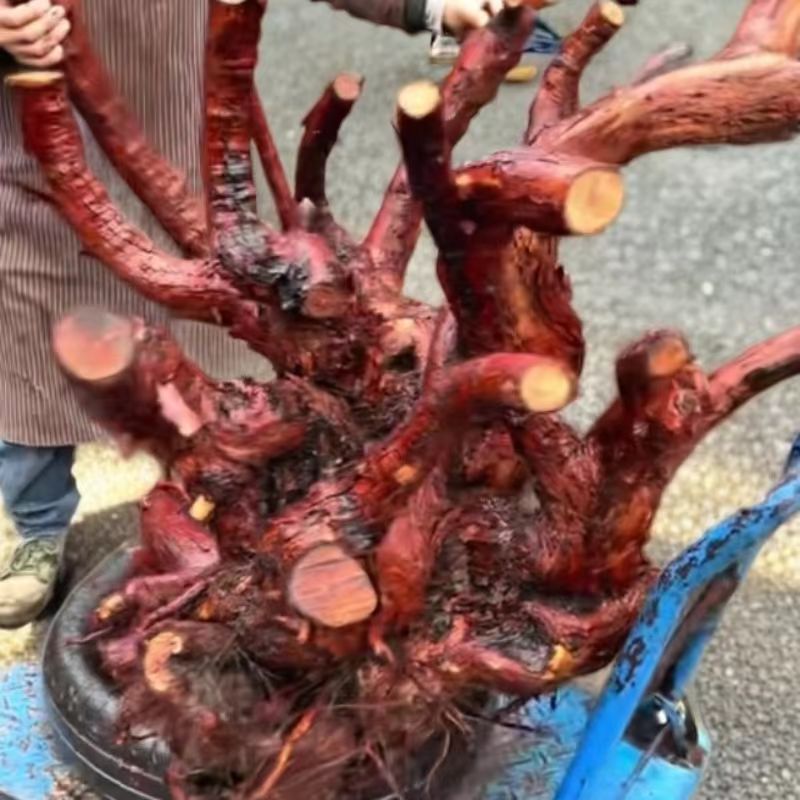 盆景嫁接老桩刺梨月季蔷薇