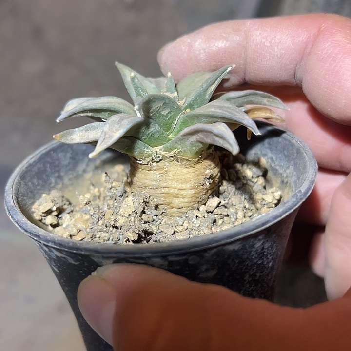 满38包邮2天凑单，脱土晾根发货多肉植物