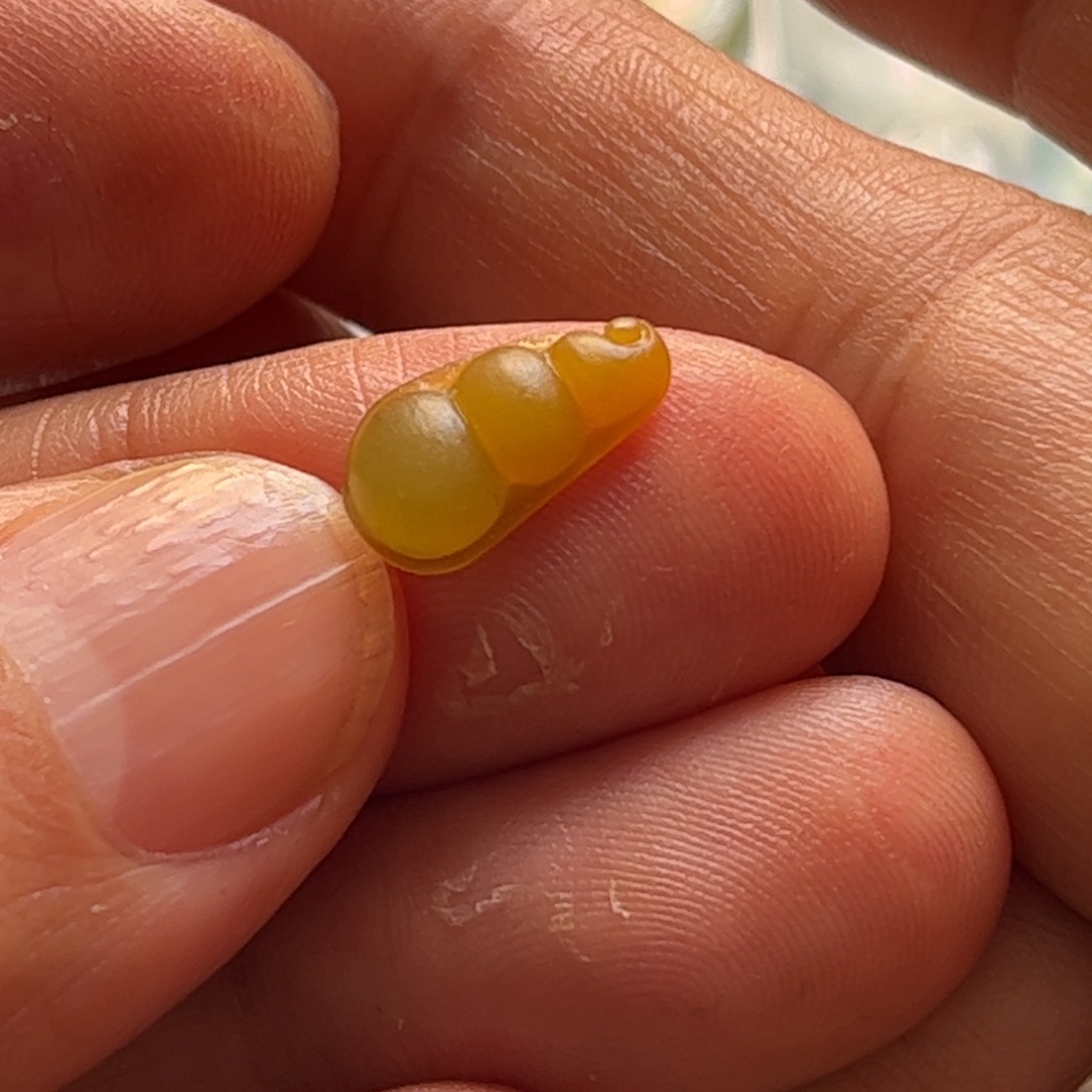 定制翡翠未镶嵌豆