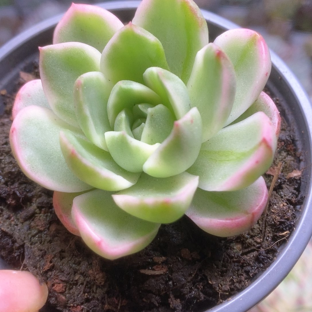 024黄玫瑰锦锦锦锦锦锦