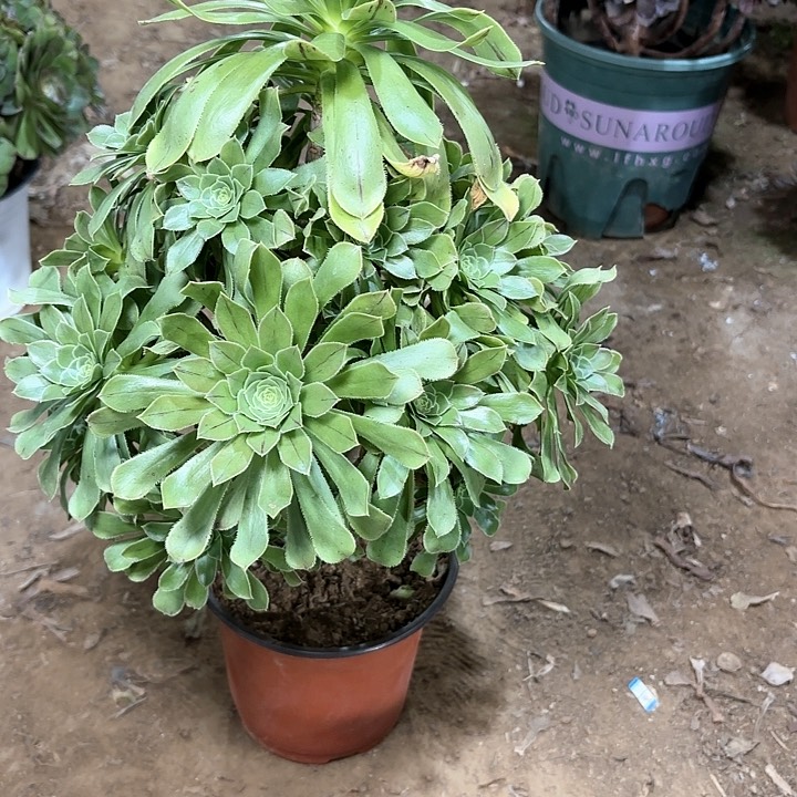 多肉植物原始绿68