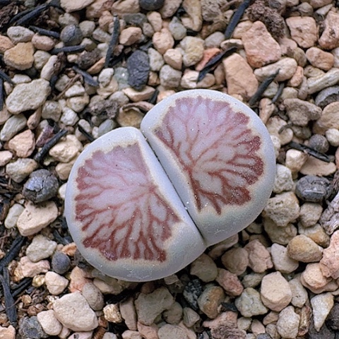 2207菊红窗菊花纹灰体母本带盆土