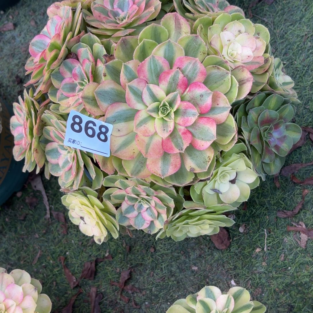 868雨河多肉植物发货
