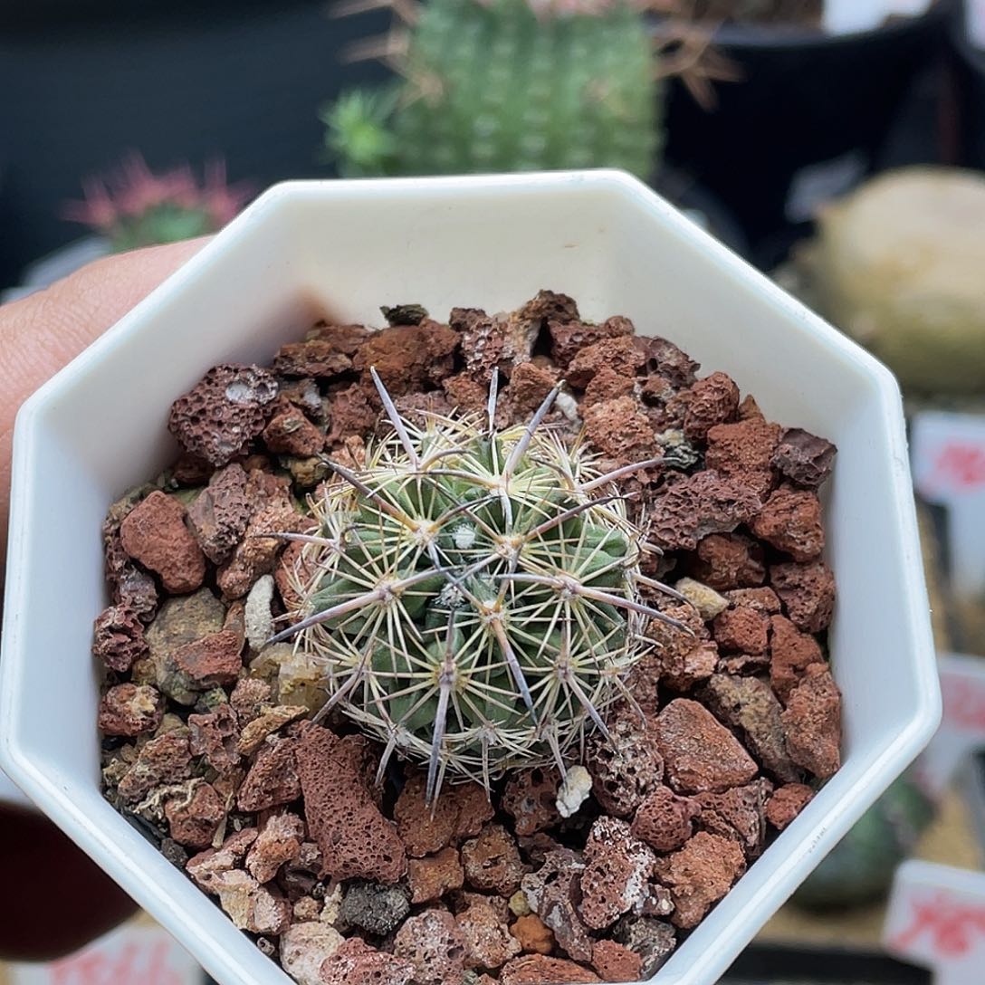 实生强刺虎爪玉仙人球