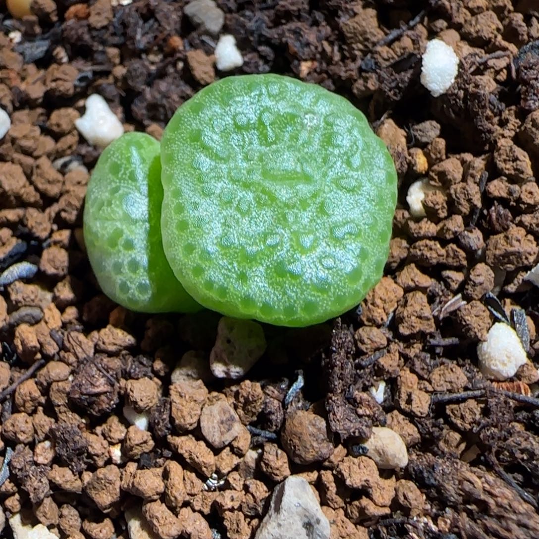 肉锥多肉植物组合-青团1342