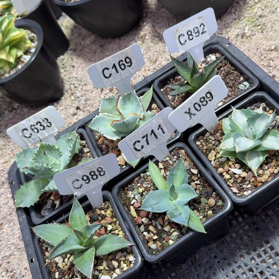 开播福利6颗如图……