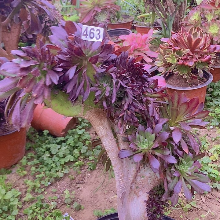 463黑缀老板子法师缀微瑕疵