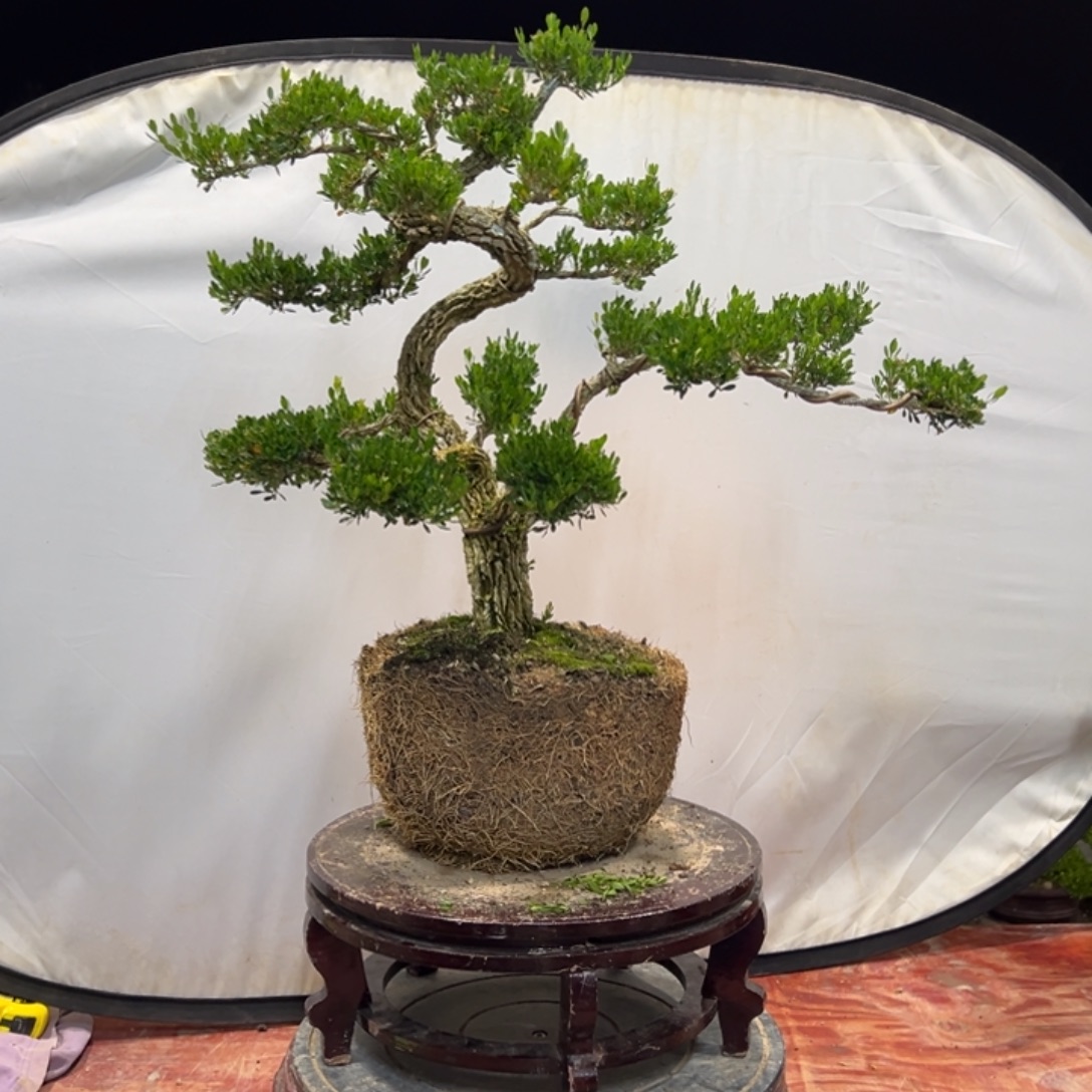 无花朵广东皱皮雀舌黄杨