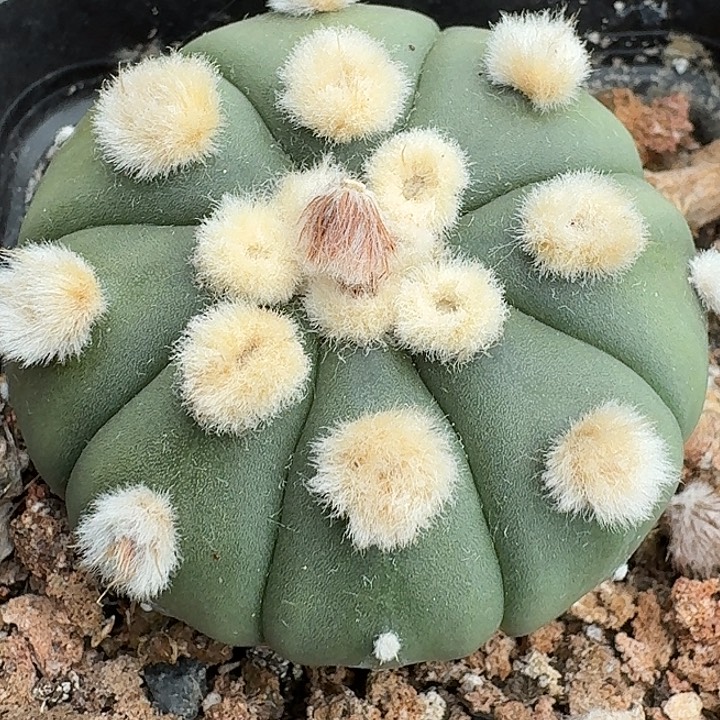 无花朵实生高绒连星兜150