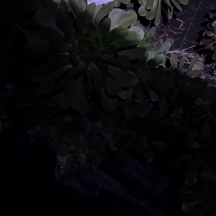 秋***云0493彩蝶多肉植物