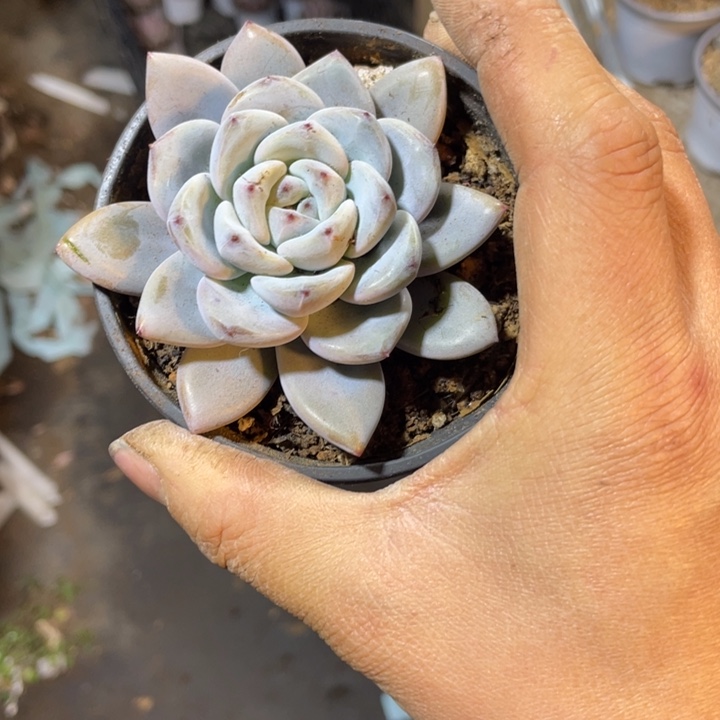 星星雪量拍3颗满20包邮脱土发货