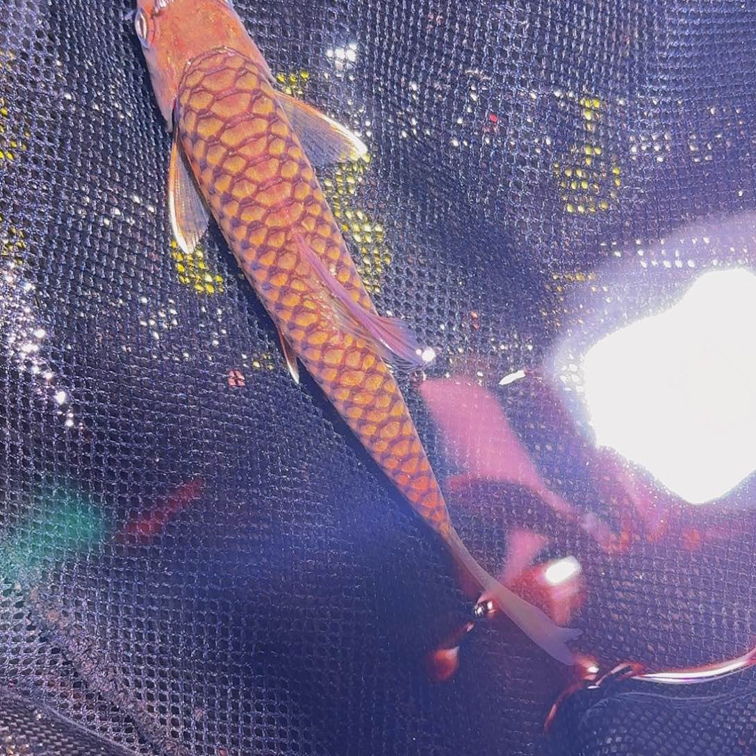 吉罗鱼马来西亚巴拉