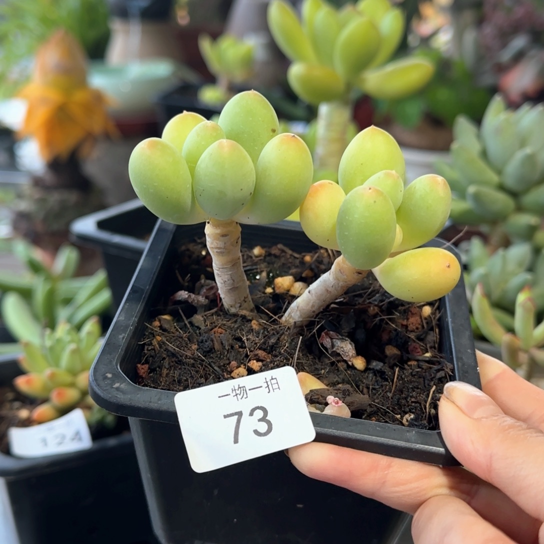 73号 一物一拍 一物一拍