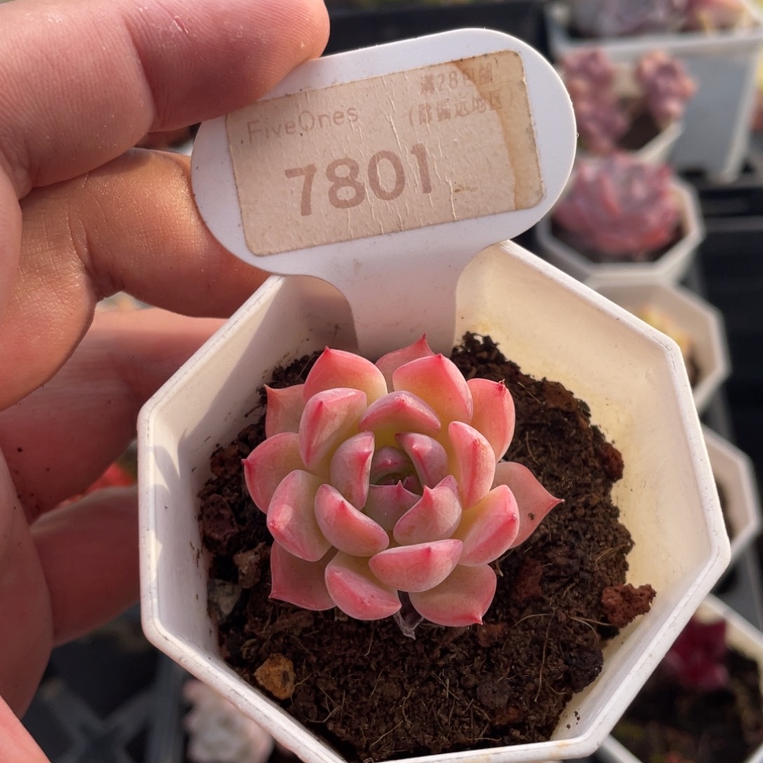 颂歌7801-4.0厘米