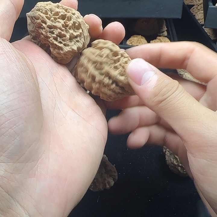 ****‍龙脊菩提吊坠啊啊啊啊啊啊啊官帽6