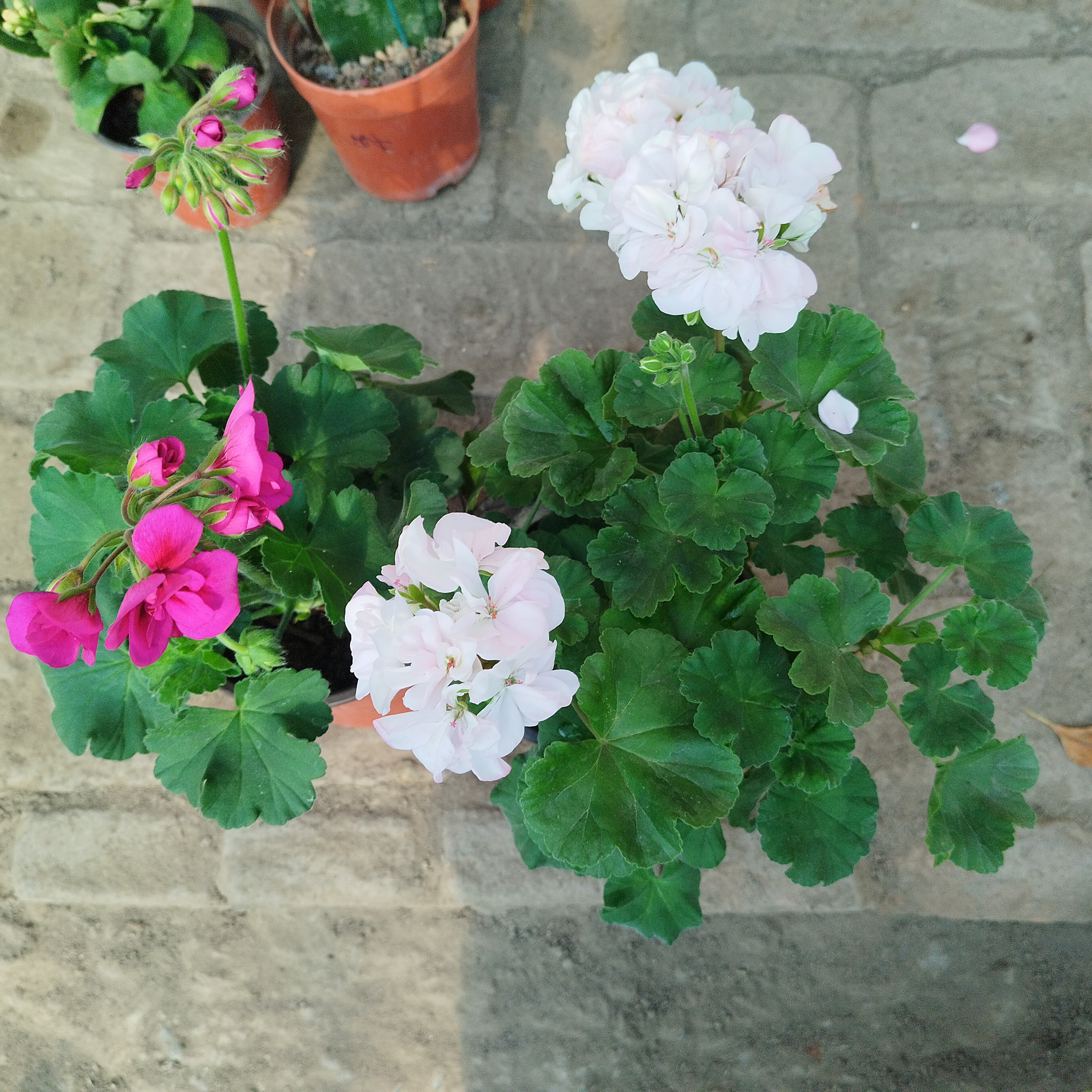 天竺葵两盆包邮到家