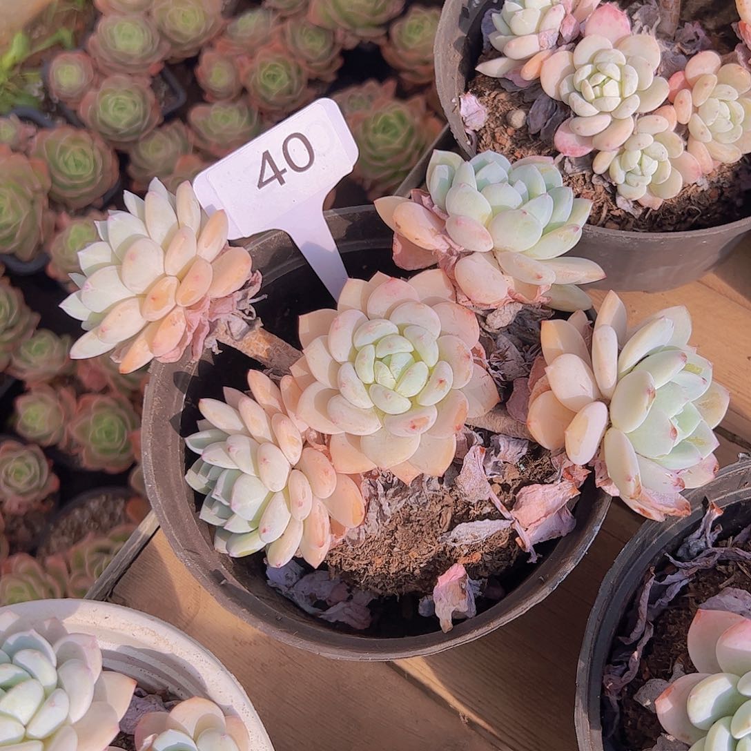 我****^40冷香20。。。。