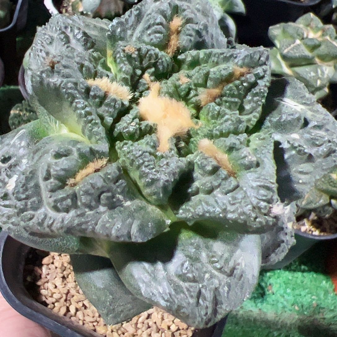 无花朵 龟甲牡丹940