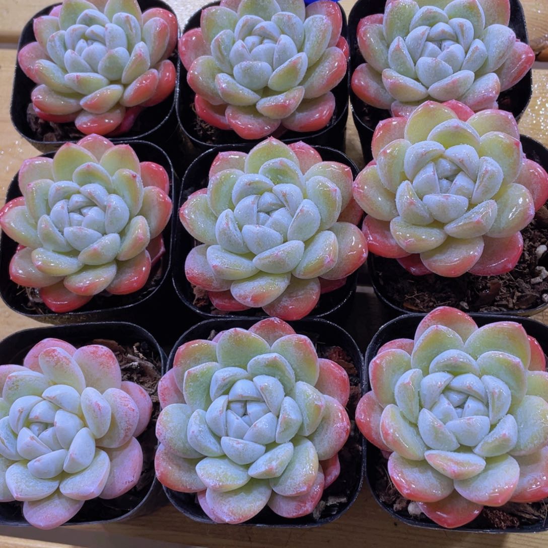 量拍99号 冰透雪媚娘精品一个