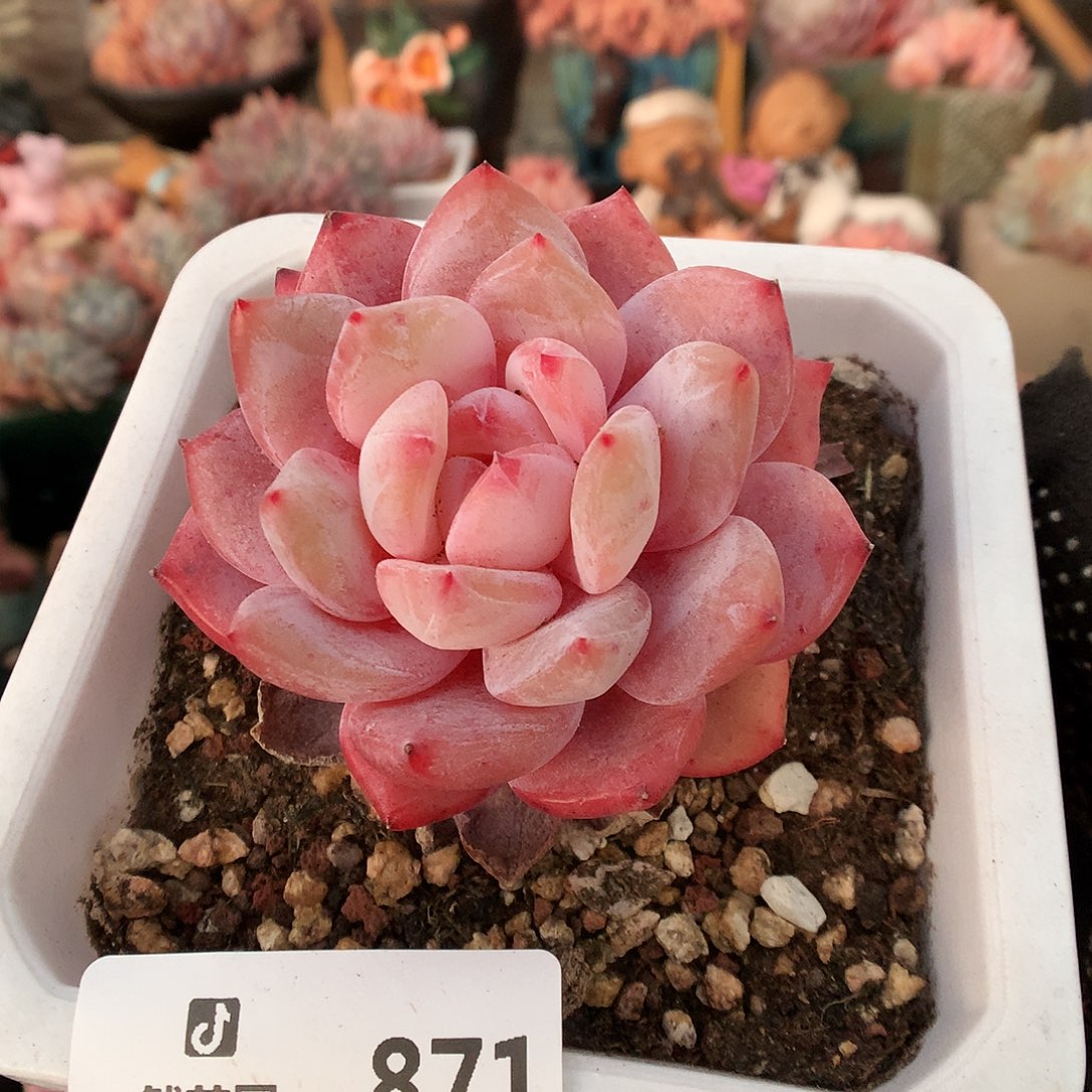 871雪天使多肉植物6666