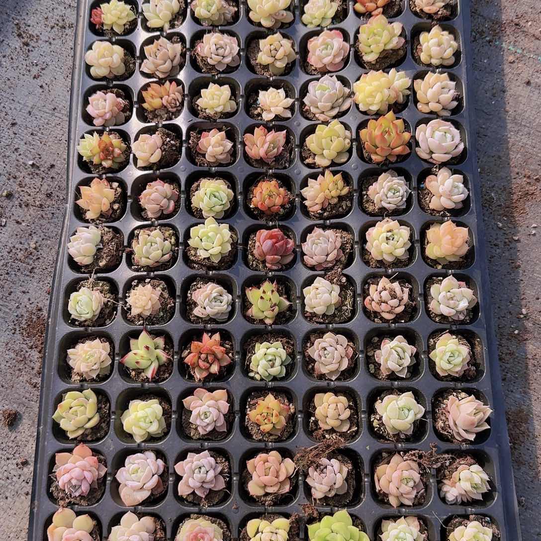 直播一物一拍多肉69