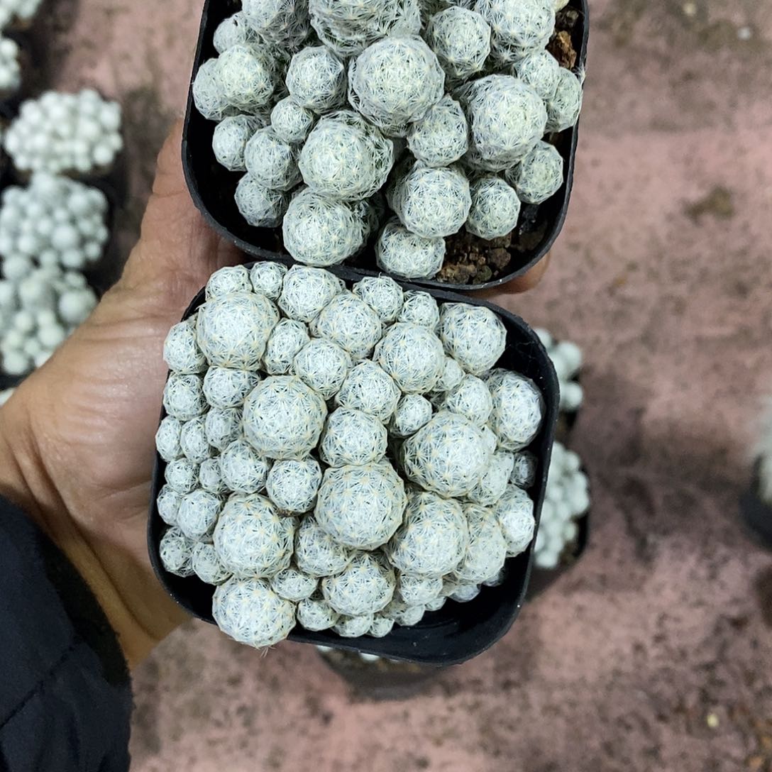 安****无花朵姬春星仙人球仙人掌