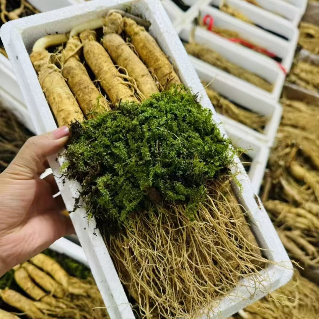 长白山新鲜足龄5年根须分明可泡酒煲汤滋补养生