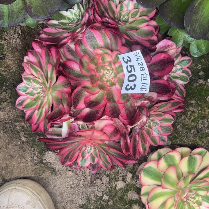 3503南倾城多肉植物