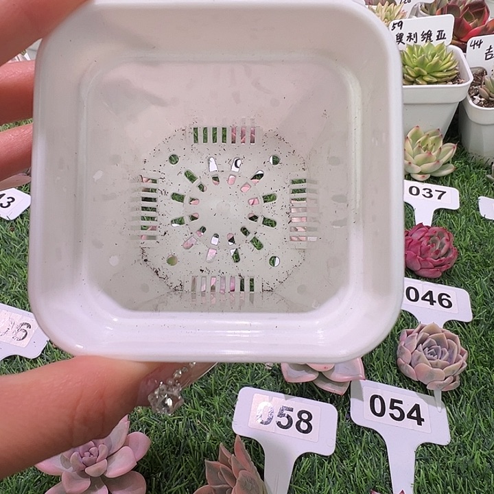 20个小白盆8cm多肉用