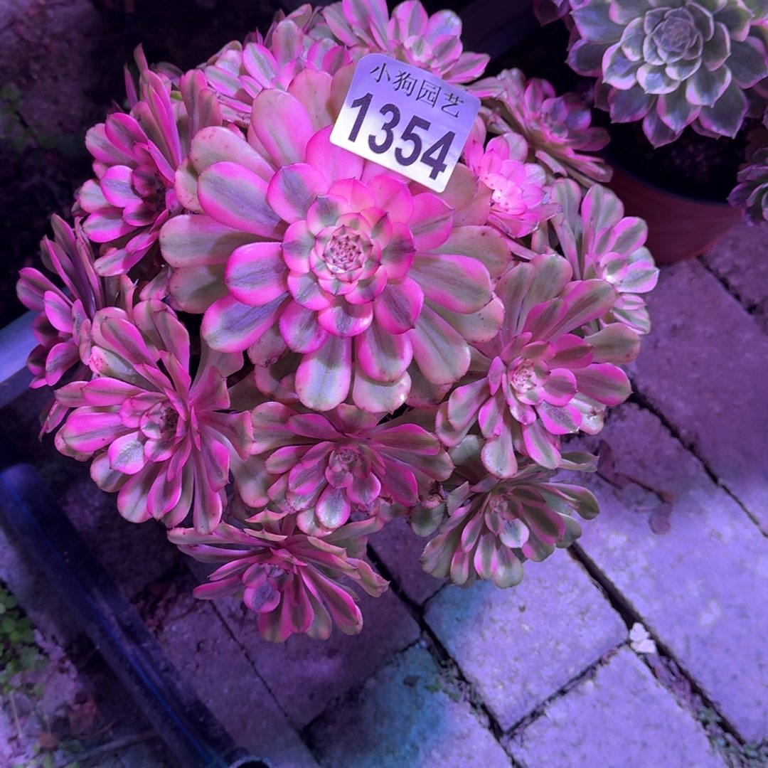 阿***兔粉体美姬多肉植物1354