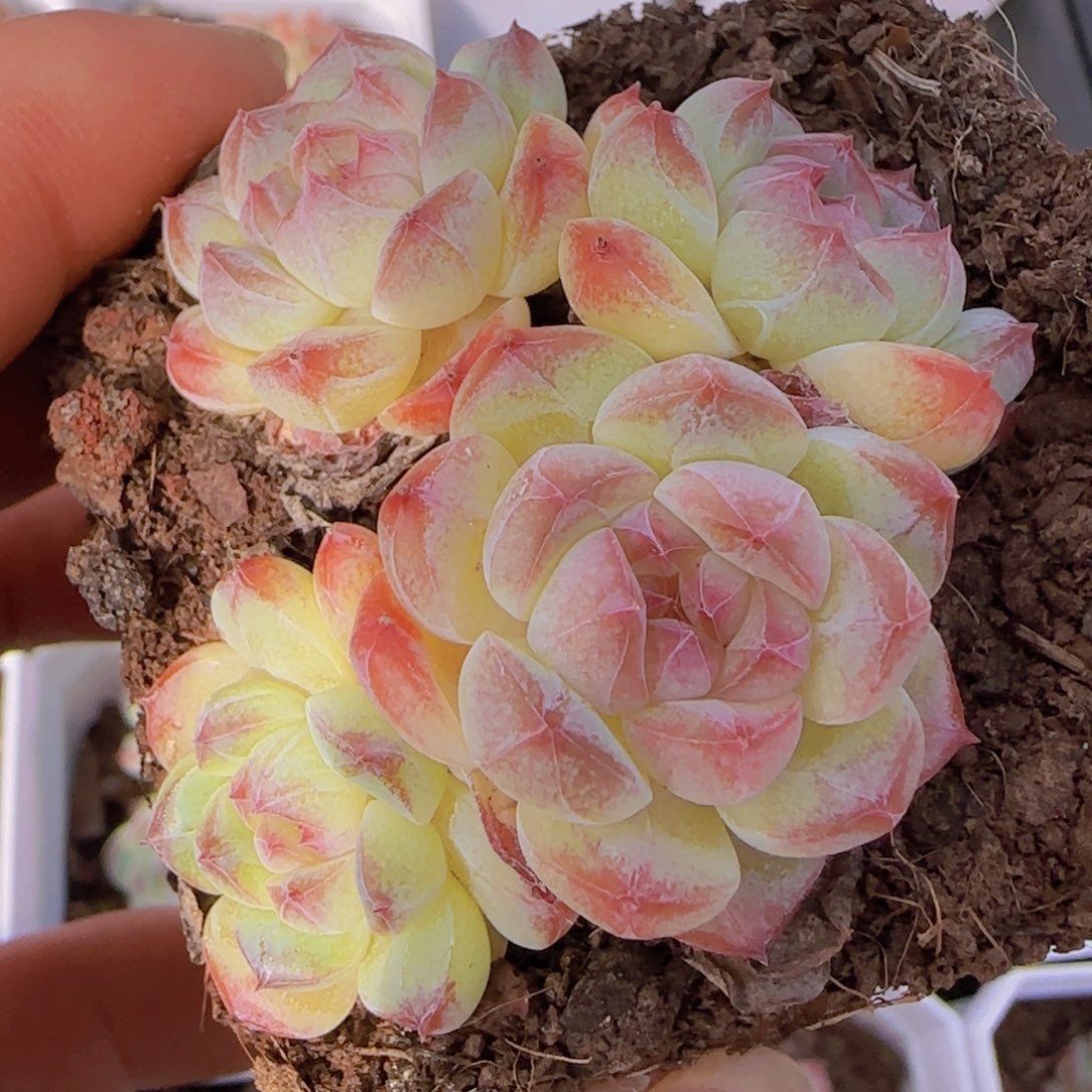 慢***u白桃汽水精控一物一拍