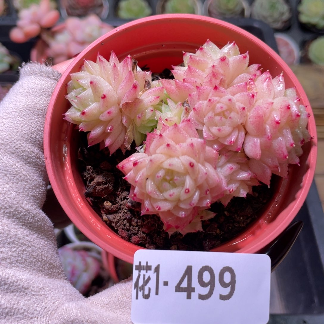 花利美1-499麦秆群